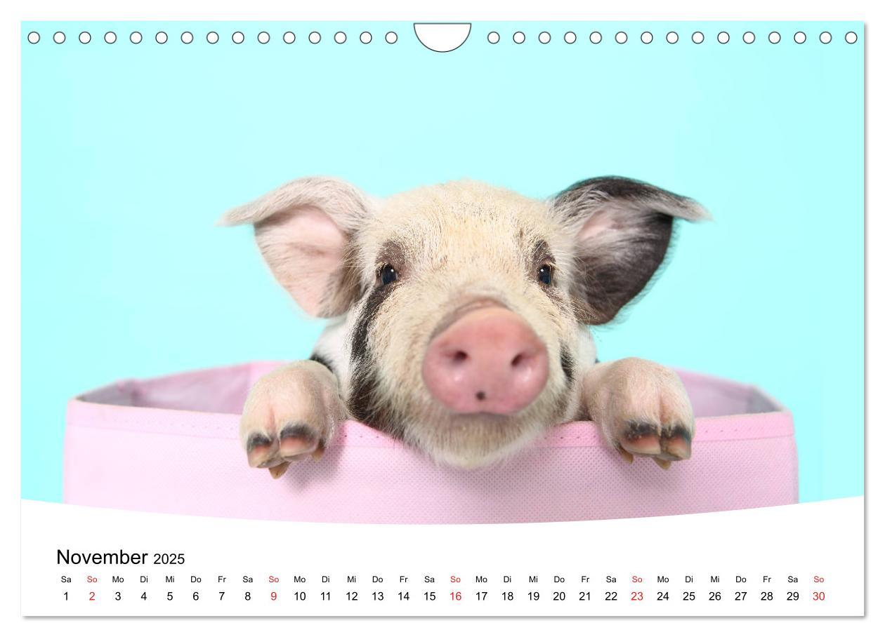 Bild: 9783435333943 | Niedliche Ferkel lovely piglets 2025 (Wandkalender 2025 DIN A4...