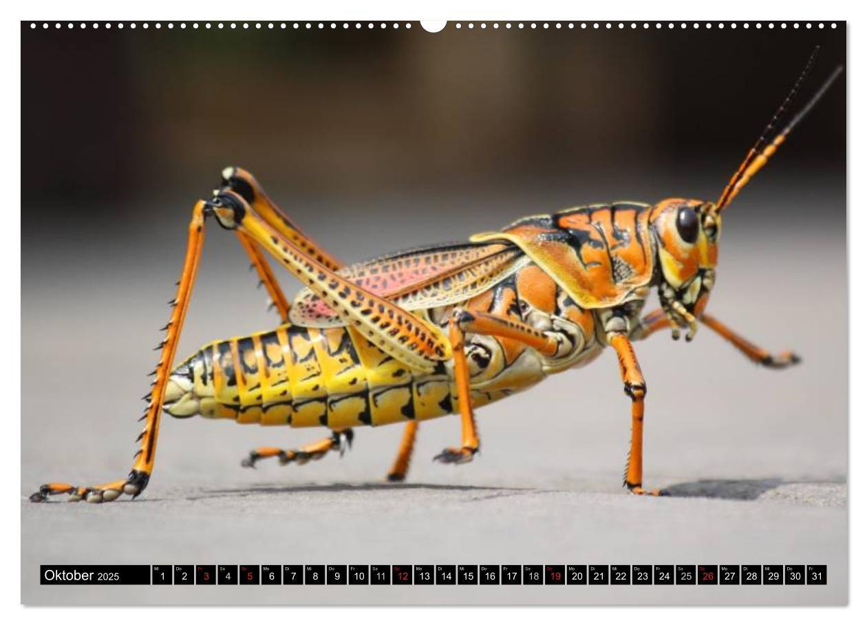 Bild: 9783435700752 | Insekten ¿ Bizarre Naturwunder (Wandkalender 2025 DIN A2 quer),...