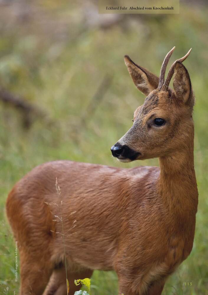 Bild: 9783275022489 | Lust auf Jagd | Argumente - Standpunkte - Perspektiven | Volker Pesch