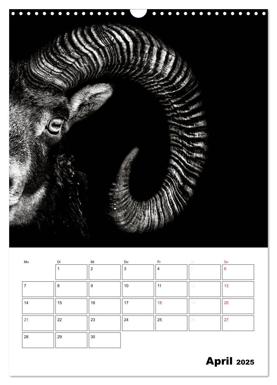 Bild: 9783457013199 | Charakterköpfe aus der Welt der Tiere (Wandkalender 2025 DIN A3...