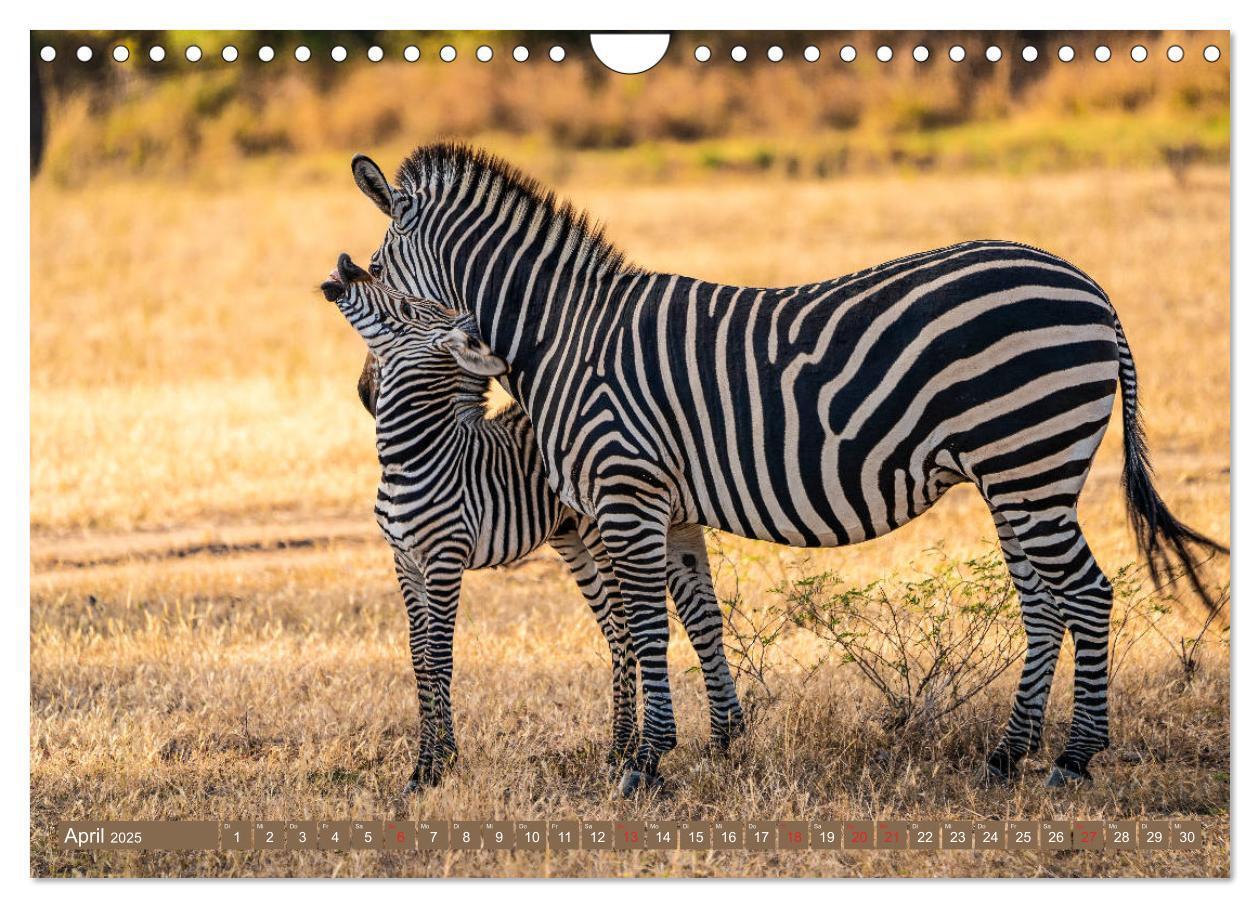 Bild: 9783435313501 | Wildlife Sambia (Wandkalender 2025 DIN A4 quer), CALVENDO...