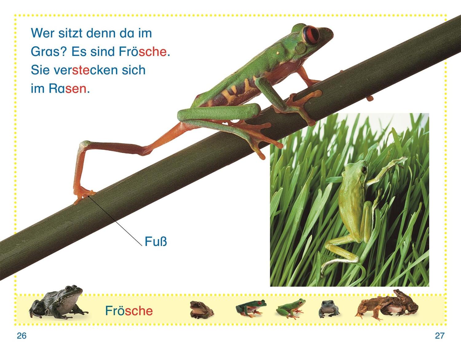 Bild: 9783831046461 | SUPERLESER! Wer versteckt sich im Garten? | DK Verlag - Kids | Buch