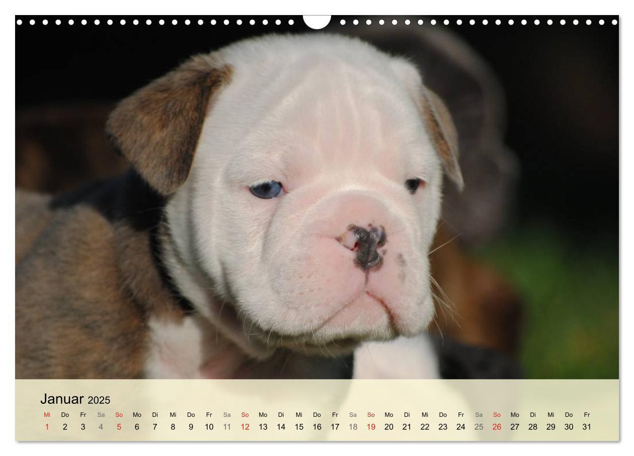 Bild: 9783435729296 | Bulldoggen-Kindergarten (Wandkalender 2025 DIN A3 quer), CALVENDO...