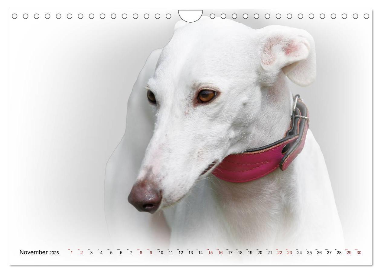 Bild: 9783383824333 | Windhund Portrait 2025 White Edition (Wandkalender 2025 DIN A4...