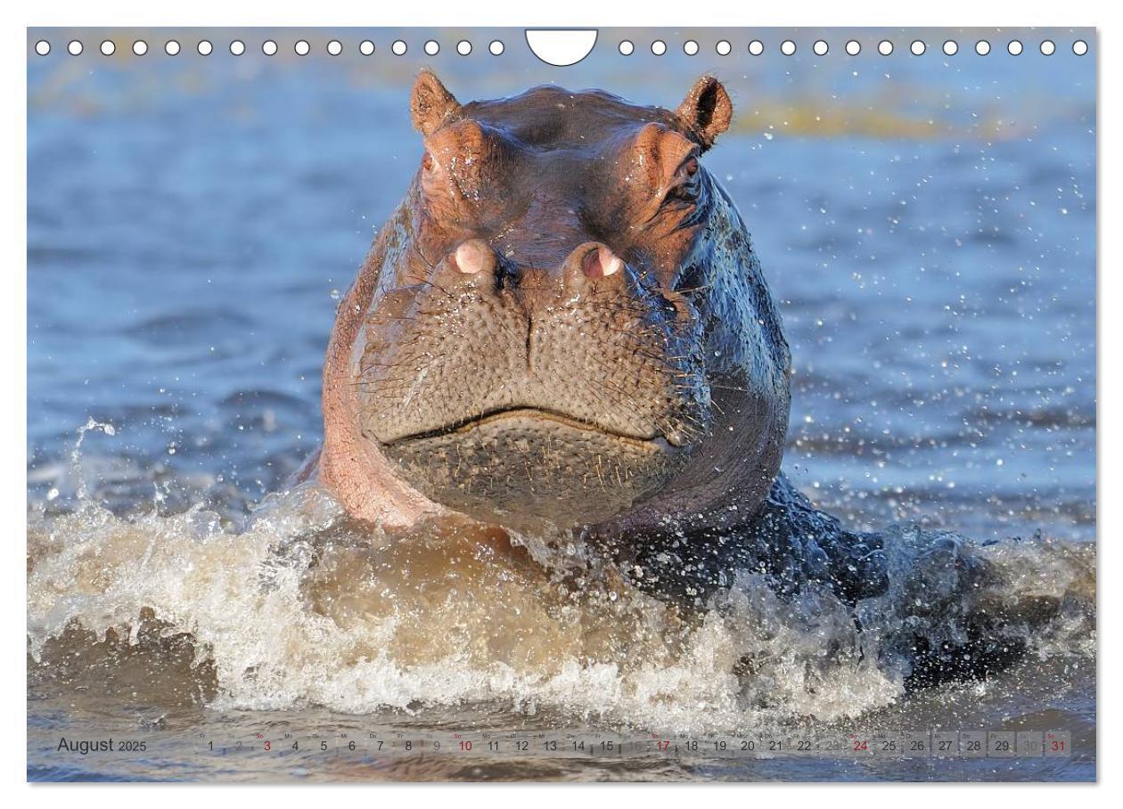 Bild: 9783435761456 | Flusspferde Magie des Augenblicks - Hippos in Afrika (Wandkalender...