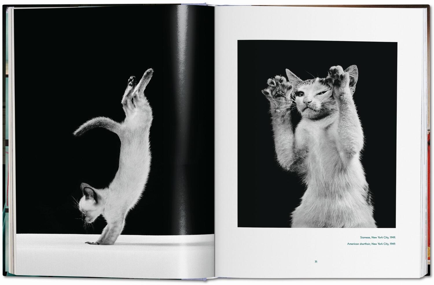 Bild: 9783836573856 | Walter Chandoha. Cats. Photographs 1942-2018 | Susan Michals | Buch