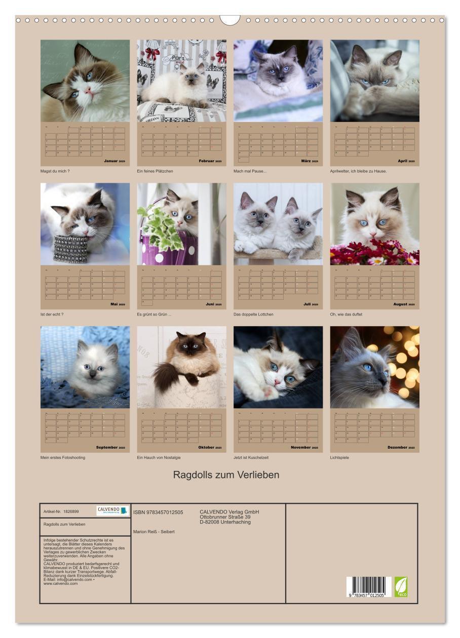 Bild: 9783457012505 | Ragdolls zum Verlieben (Wandkalender 2025 DIN A2 hoch), CALVENDO...