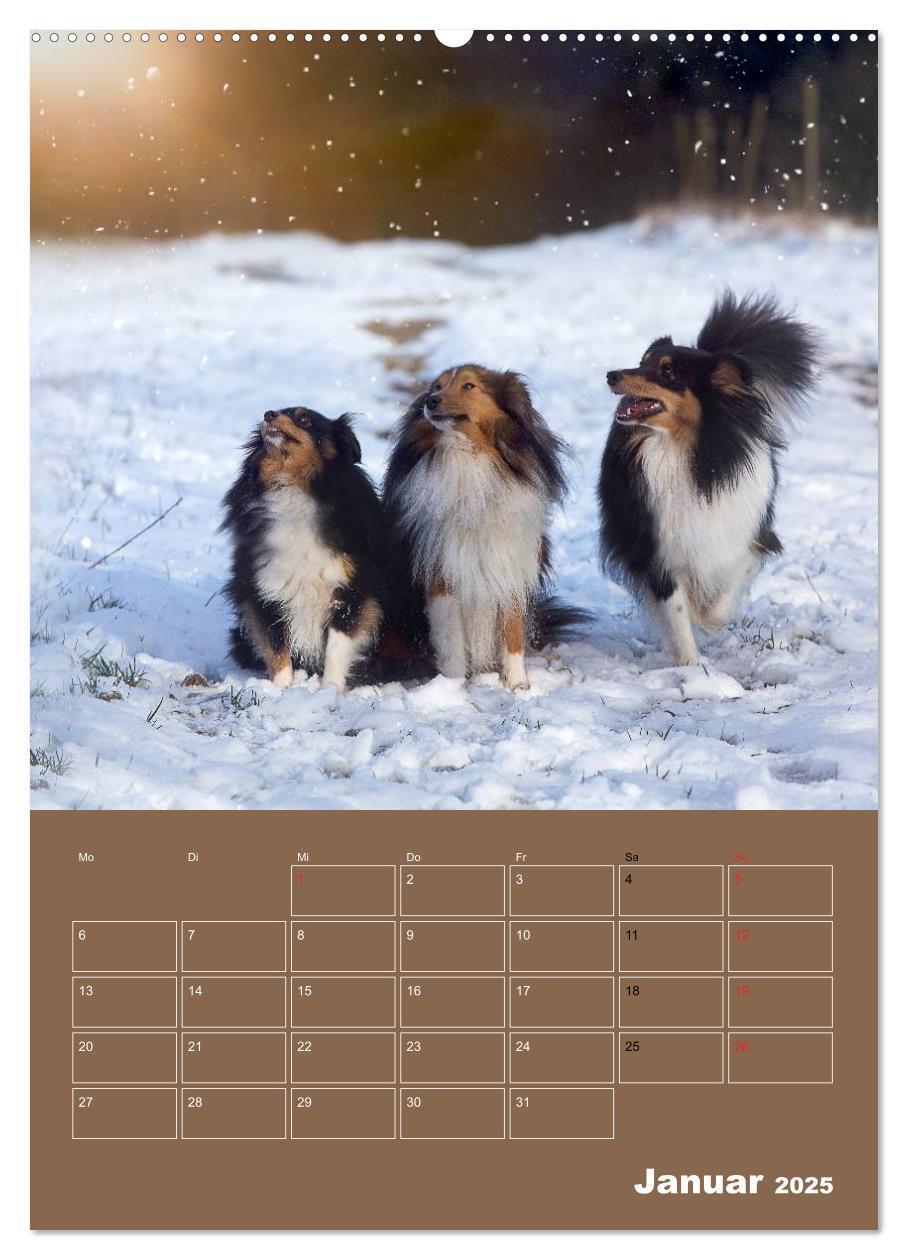 Bild: 9783457012536 | SHELTIES Herzensbrecher auf 4 Pfoten (Wandkalender 2025 DIN A2...