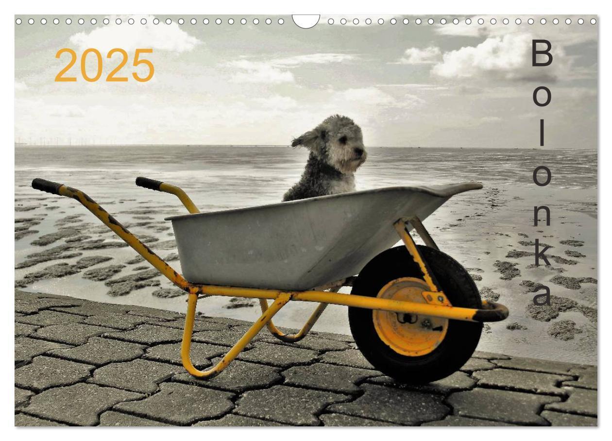 Cover: 9783435570515 | Bolonka 2025 (Wandkalender 2025 DIN A3 quer), CALVENDO Monatskalender