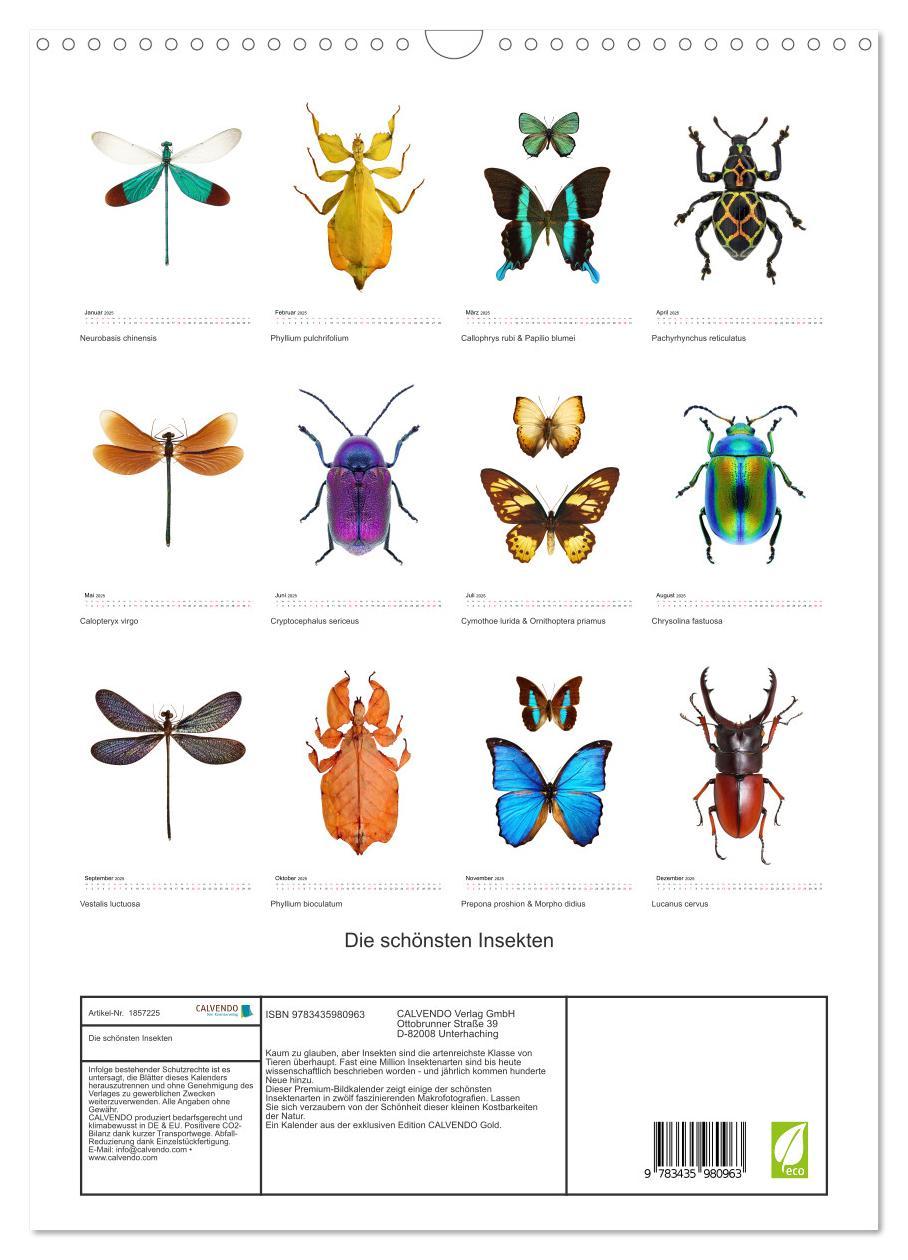 Bild: 9783435980963 | Die schönsten Insekten (Wandkalender 2025 DIN A3 hoch), CALVENDO...