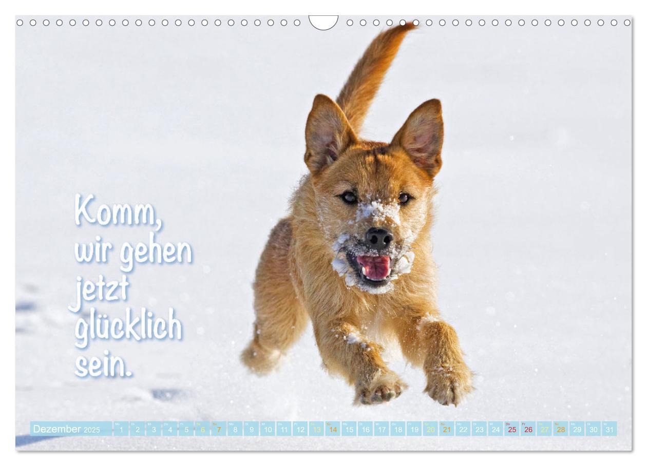 Bild: 9783457199794 | Jack Russell Terrier: flink und verspielt (Wandkalender 2025 DIN A3...