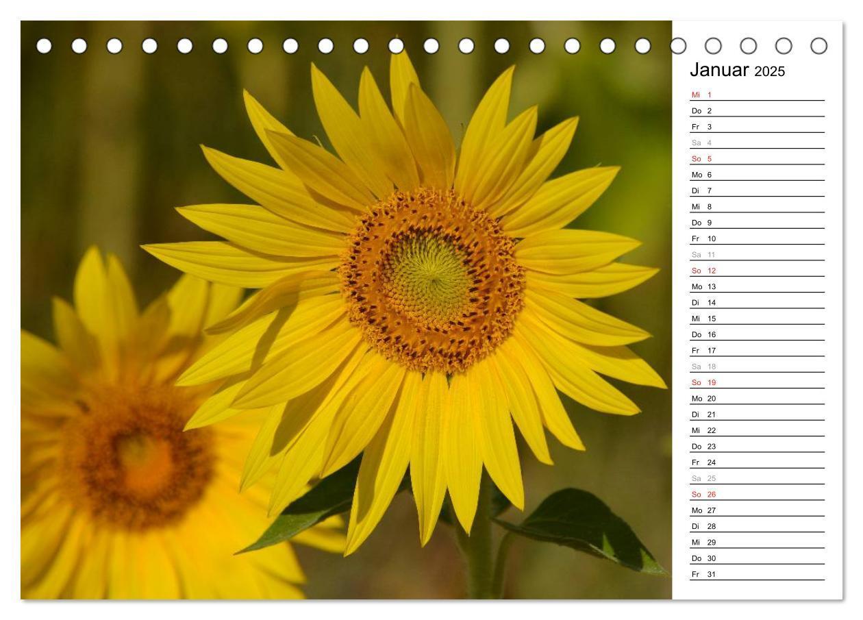 Bild: 9783435475797 | Ein Jahr lang Sonnenblumen (Tischkalender 2025 DIN A5 quer),...