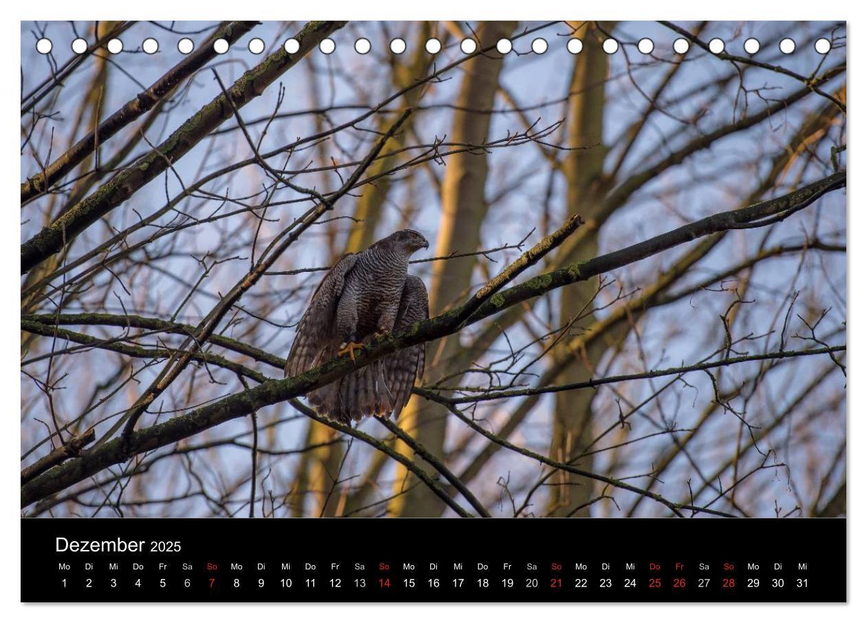 Bild: 9783435634231 | Falknerei Der Habicht (Tischkalender 2025 DIN A5 quer), CALVENDO...