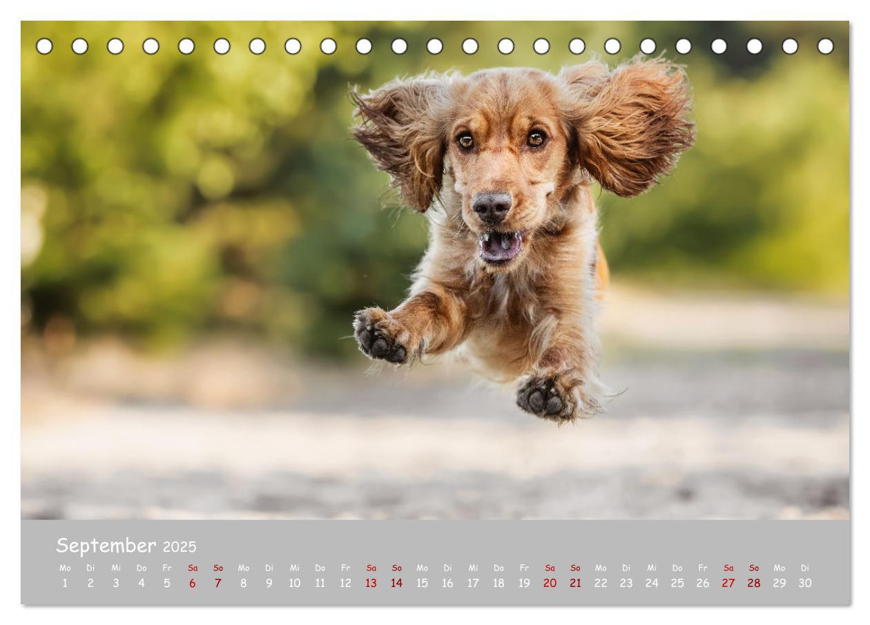 Bild: 9783383951633 | Englischer Cocker Spaniel (Tischkalender 2025 DIN A5 quer),...