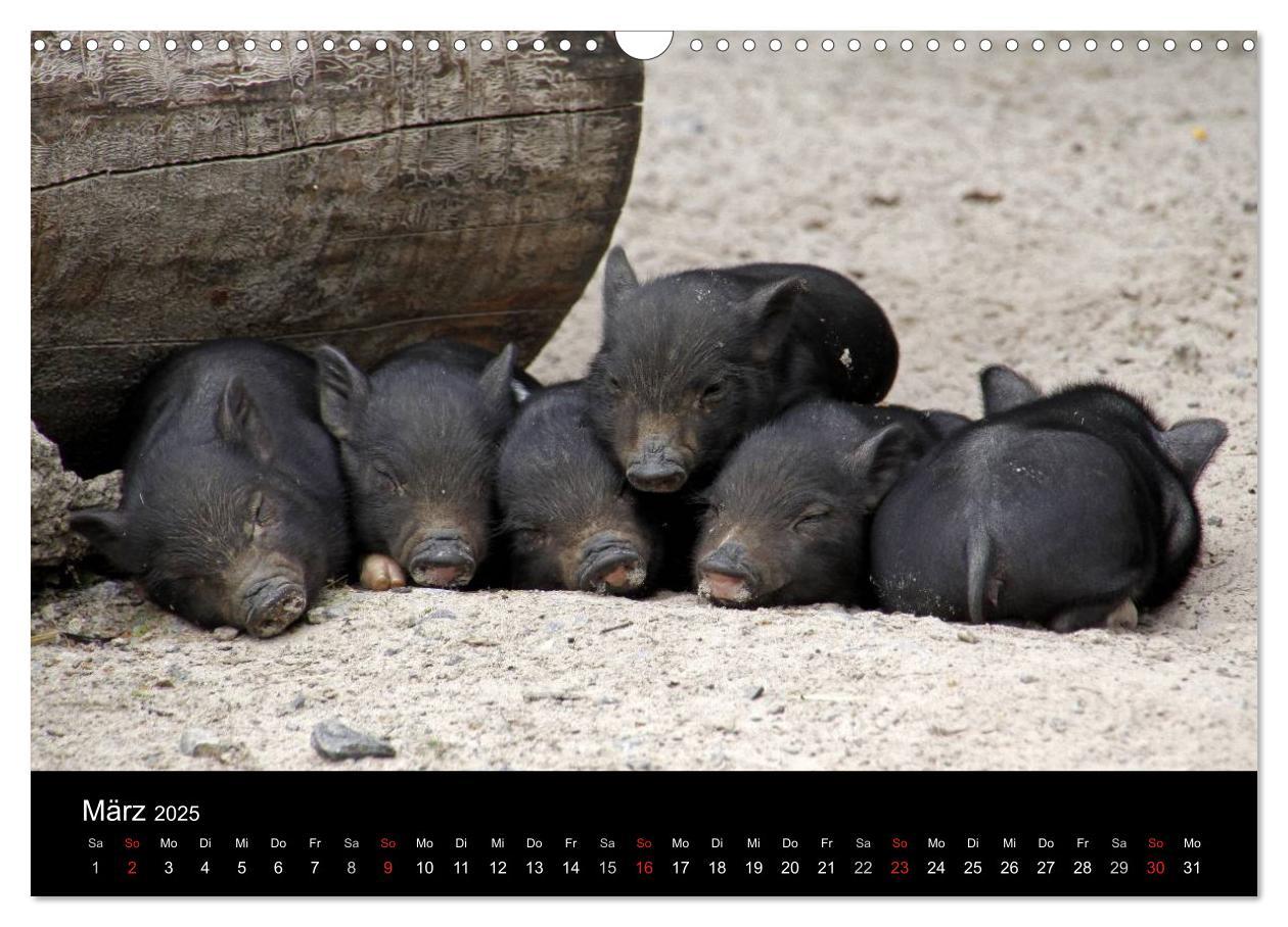 Bild: 9783435838509 | Schweinereien (Wandkalender 2025 DIN A3 quer), CALVENDO Monatskalender