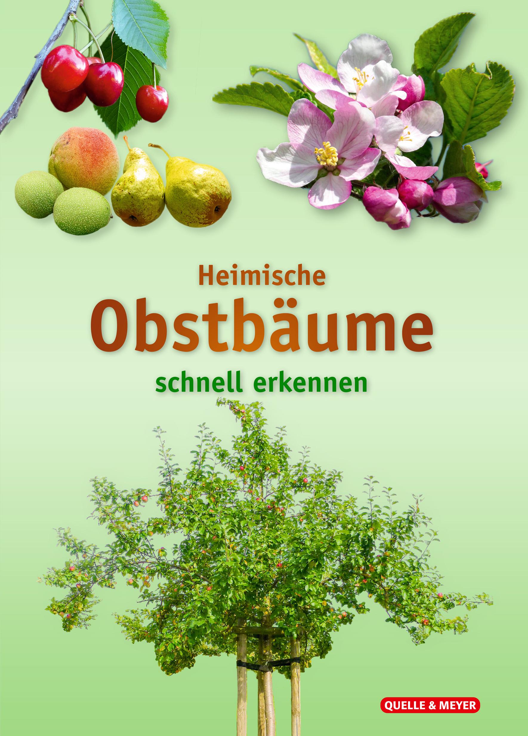 Cover: 9783494019499 | Heimische Obstbäume | schnell erkennen | Quelle &amp; Meyer Verlag | Buch