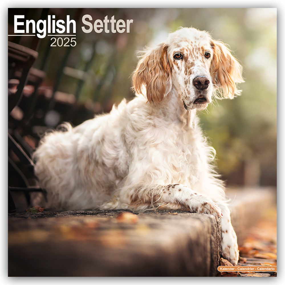 Cover: 9781804603413 | English Setter - Englisch Setter 2025 - 16-Monatskalender | Ltd | 2025