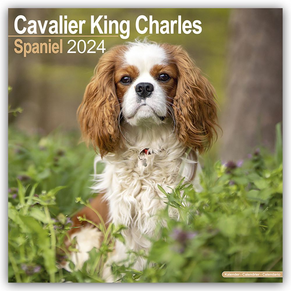 Cover: 9781804600269 | Cavalier King Charles Spaniel 2024 - 16-Monatskalender | Ltd | 13 S.