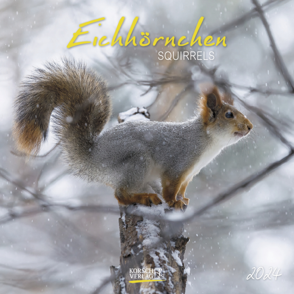 Cover: 9783731867869 | Eichhörnchen 2024 | Korsch Verlag | Kalender | Englisch Broschur