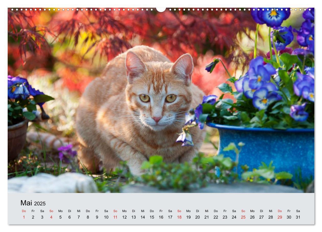 Bild: 9783435811809 | Katzen im Garten (Wandkalender 2025 DIN A2 quer), CALVENDO...