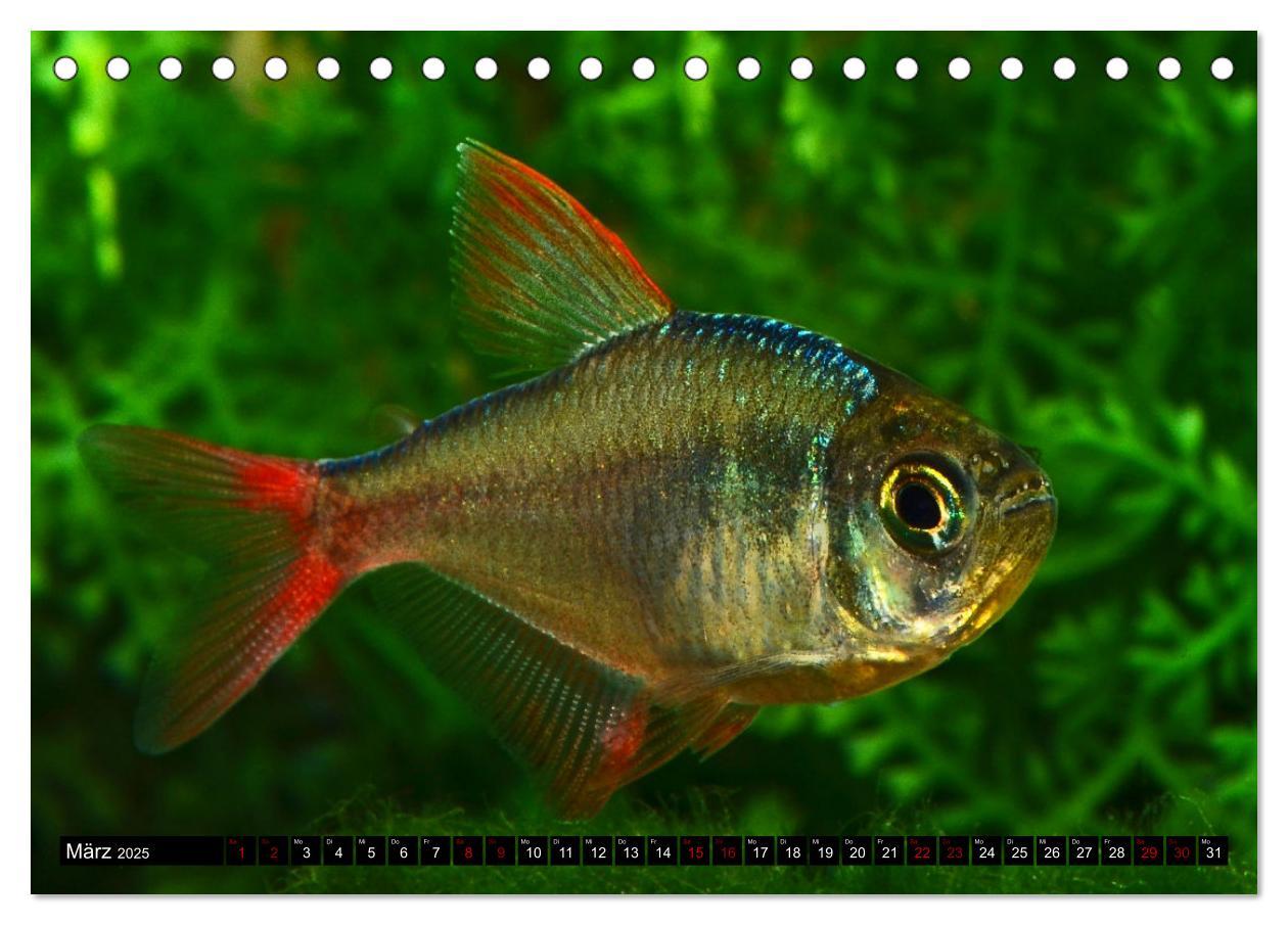 Bild: 9783383906275 | Beliebte Fische der Welt (Tischkalender 2025 DIN A5 quer), CALVENDO...