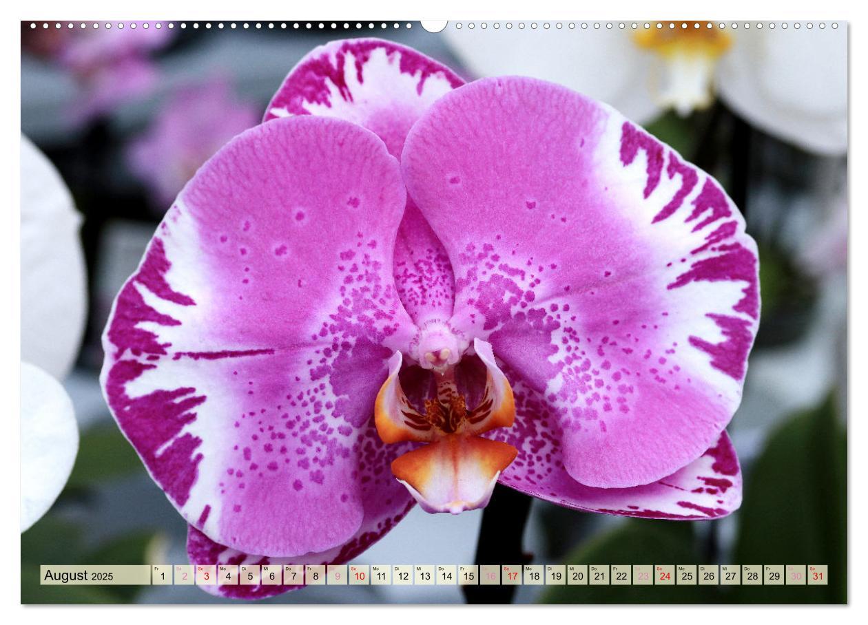 Bild: 9783383765100 | Beliebte Orchideen (Wandkalender 2025 DIN A2 quer), CALVENDO...