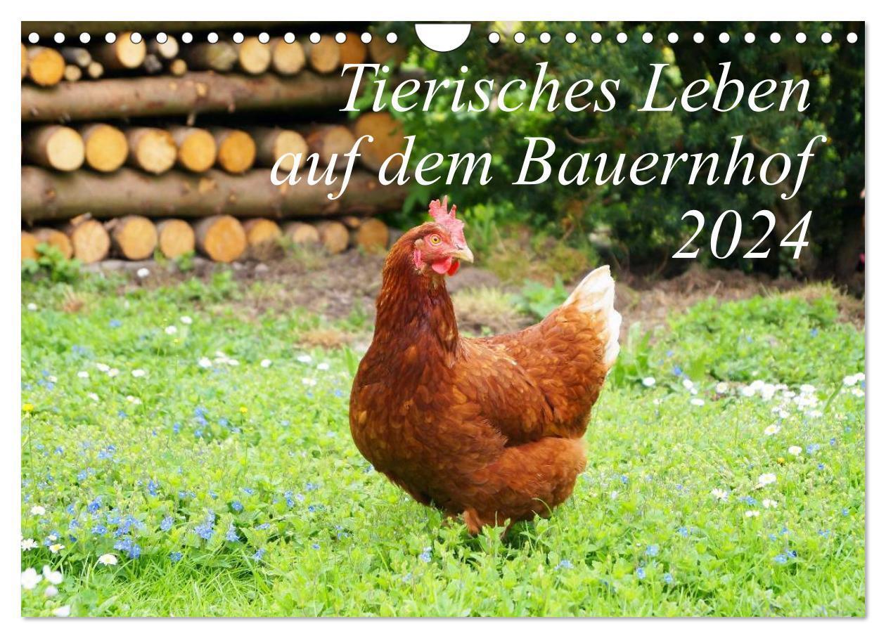 Cover: 9783675577848 | Tierisches Leben auf dem Bauernhof 2024 (Wandkalender 2024 DIN A4...