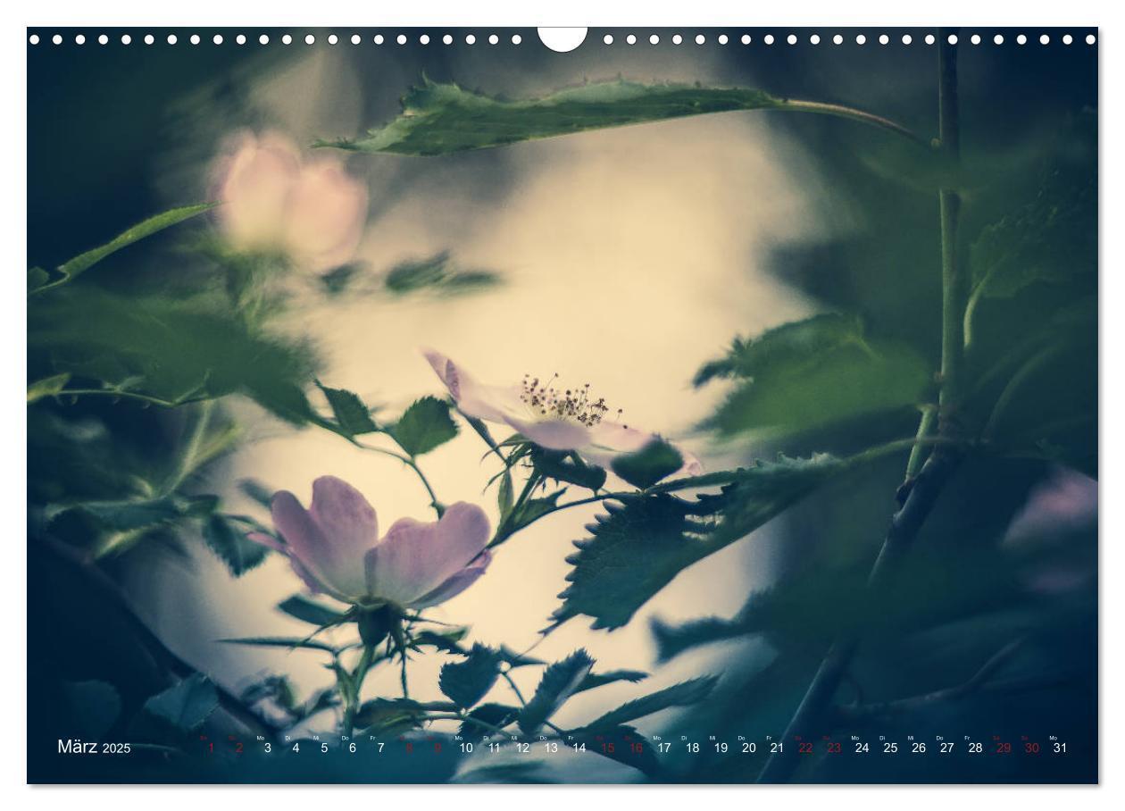 Bild: 9783435390861 | Die Welt der Alten Rosen (Wandkalender 2025 DIN A3 quer), CALVENDO...