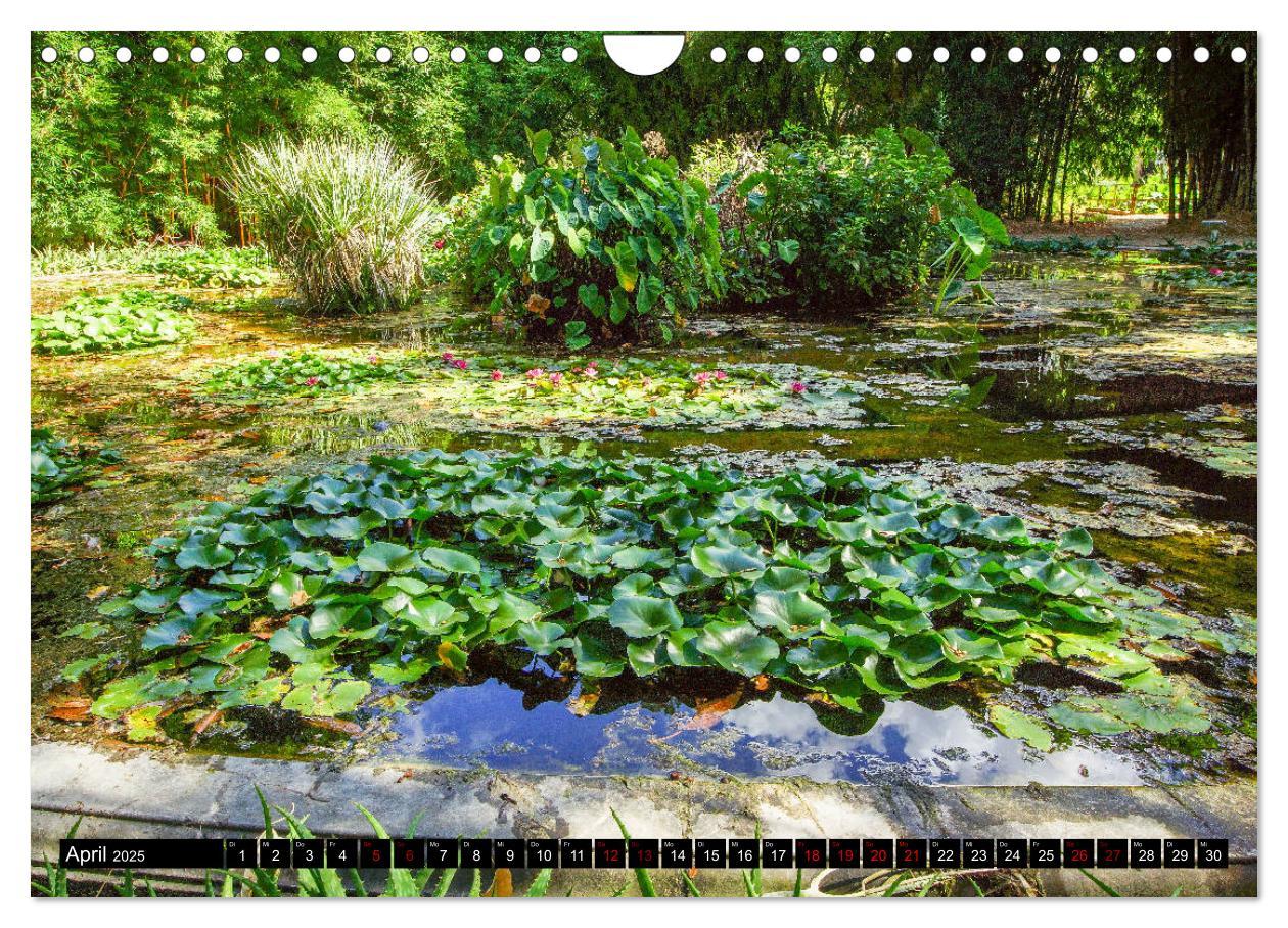 Bild: 9783435399499 | Botanischer Garten Palermo (Wandkalender 2025 DIN A4 quer),...