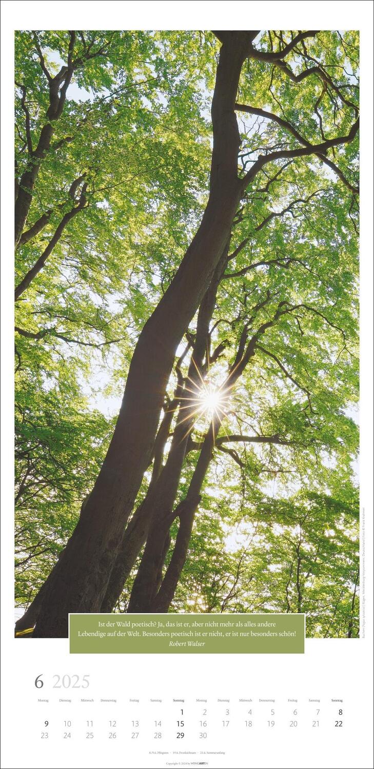 Bild: 9783839900222 | Wunderwelt der Bäume Kalender 2025 | Kalender | Spiralbindung | 14 S.