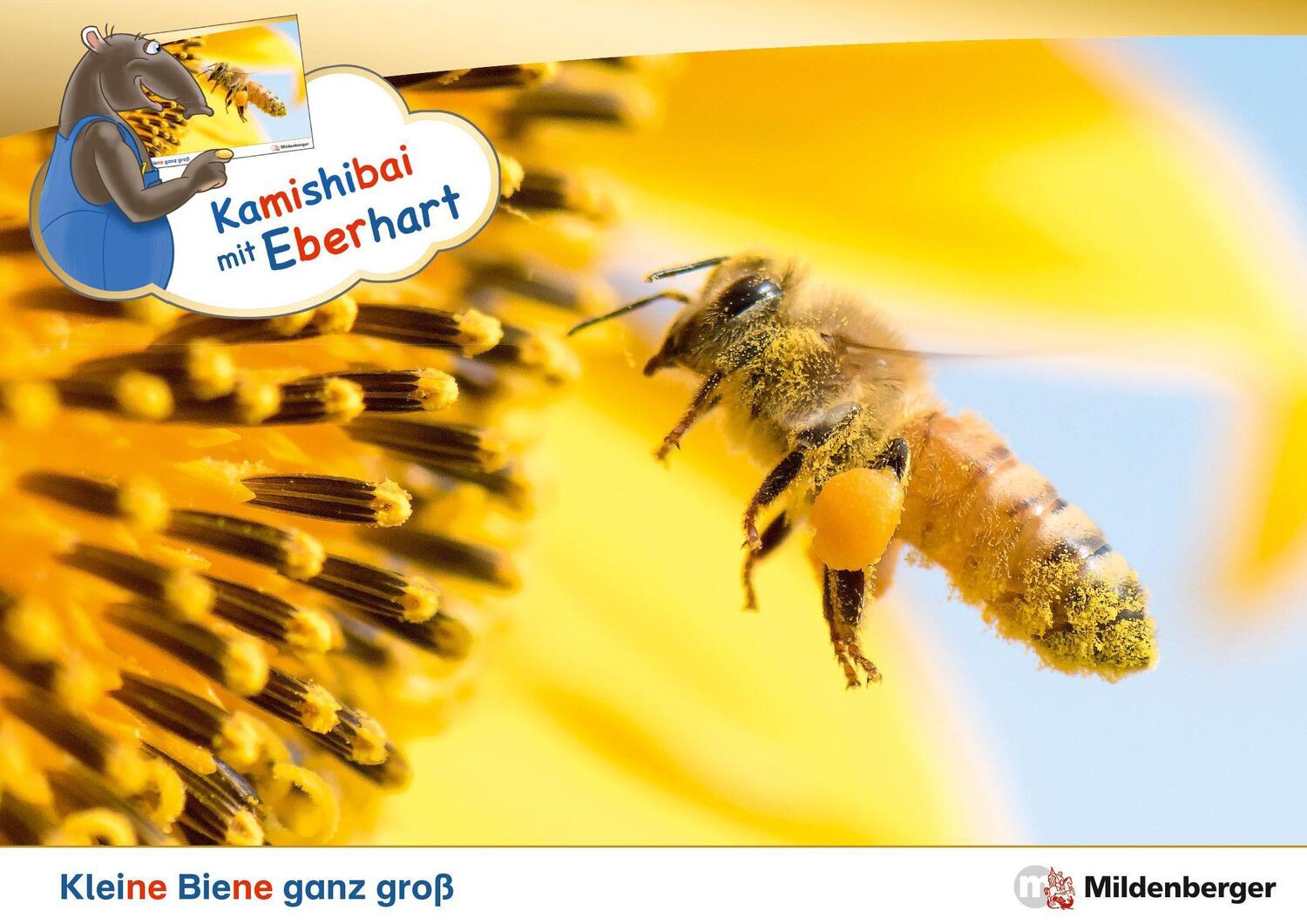 Cover: 9783619044924 | Kamishibai mit Eberhart - Kleine Biene ganz groß - Set | Broschüre