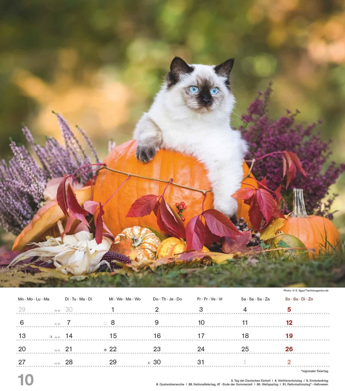 Bild: 4251732342159 | Niedliche Katzenkinder 2025 - Wand-Kalender - Tier-Kalender - 30x34