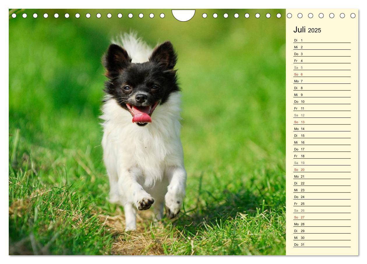 Bild: 9783435541546 | Chihuahua - Kleine Hunde ganz groß (Wandkalender 2025 DIN A4 quer),...