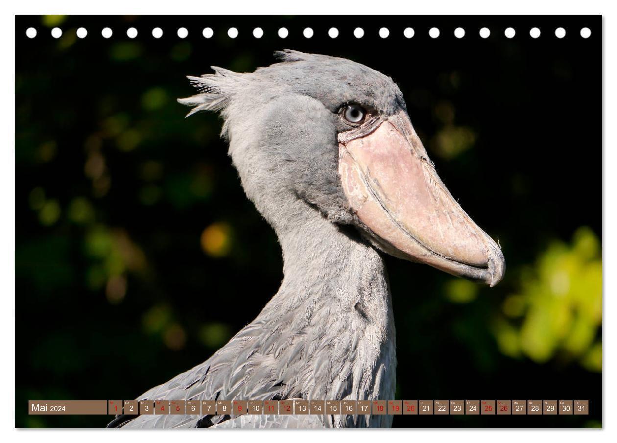 Bild: 9783383149979 | Weltvogelpark Walsrode - Die Vielfalt der Vogelarten (Tischkalender...