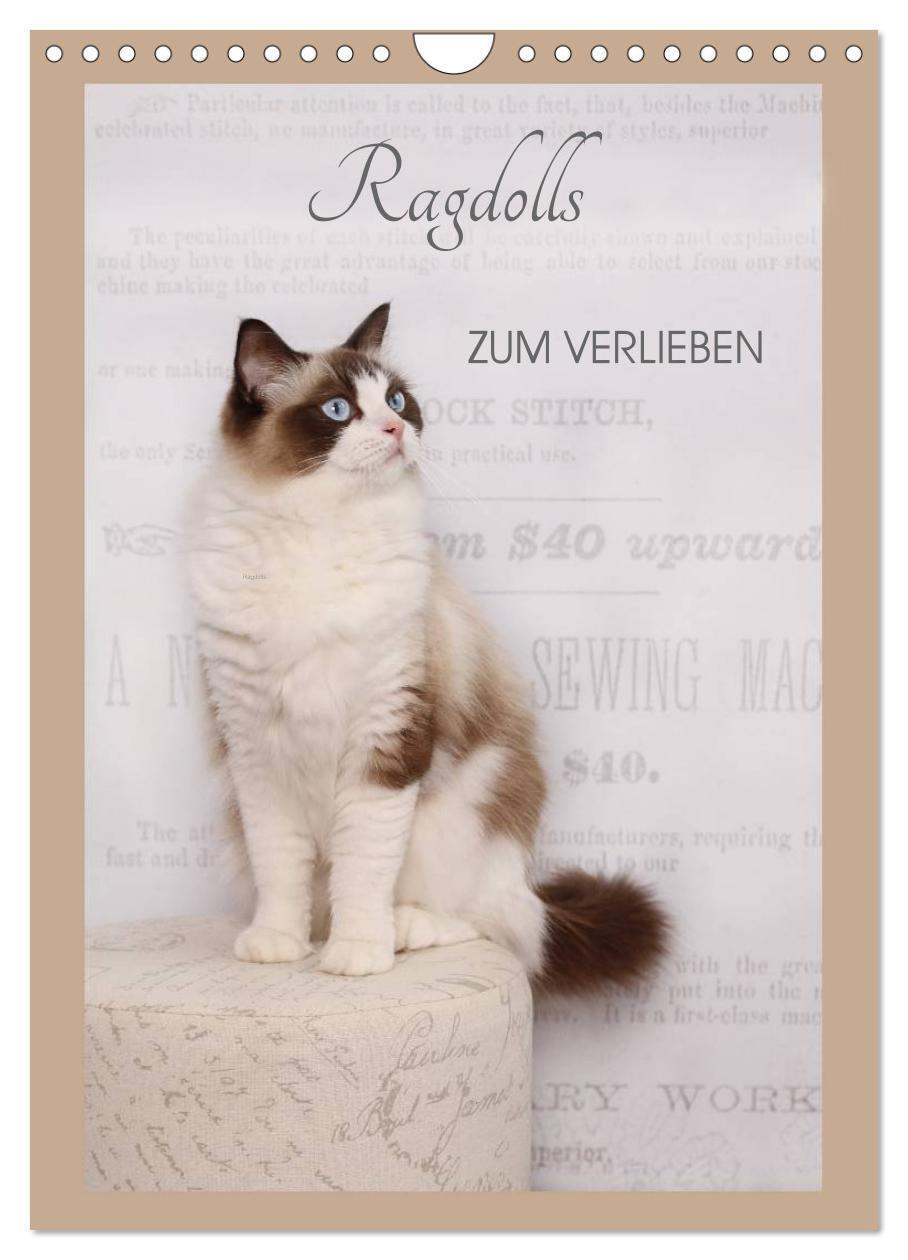 Cover: 9783675577695 | Ragdolls zum Verlieben (Wandkalender 2024 DIN A4 hoch), CALVENDO...