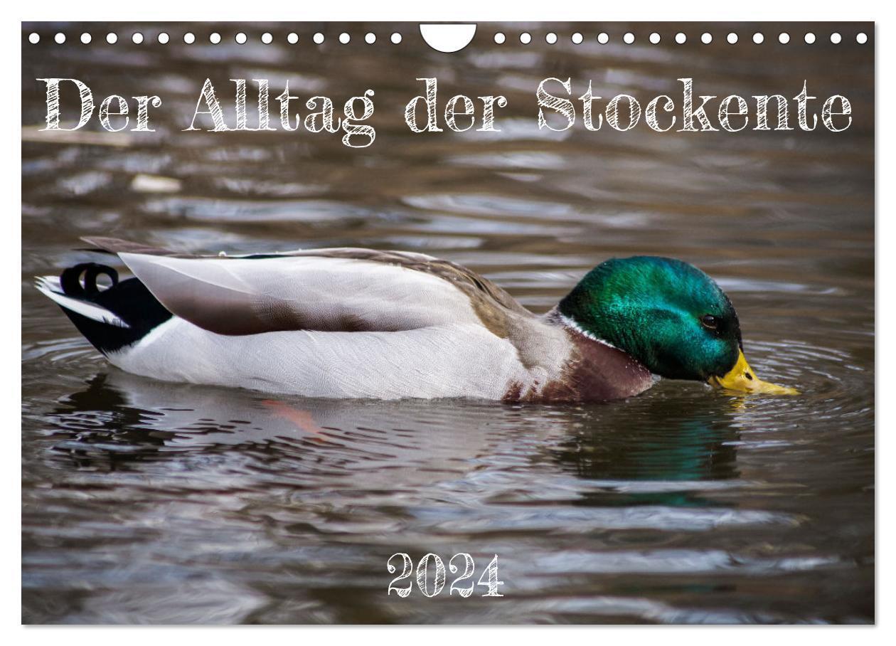 Cover: 9783675920651 | Der Alltag der Stockente (Wandkalender 2024 DIN A4 quer), CALVENDO...