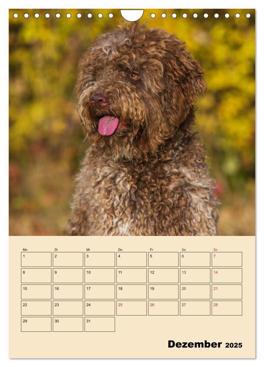 Bild: 9783435959495 | Jahresplaner Lagotto Romagnolo (Wandkalender 2025 DIN A4 hoch),...