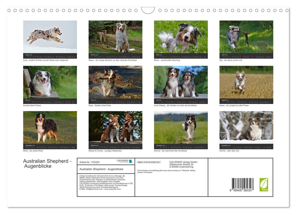 Bild: 9783435582327 | Australian Shepherd - Augenblicke (Wandkalender 2025 DIN A3 quer),...