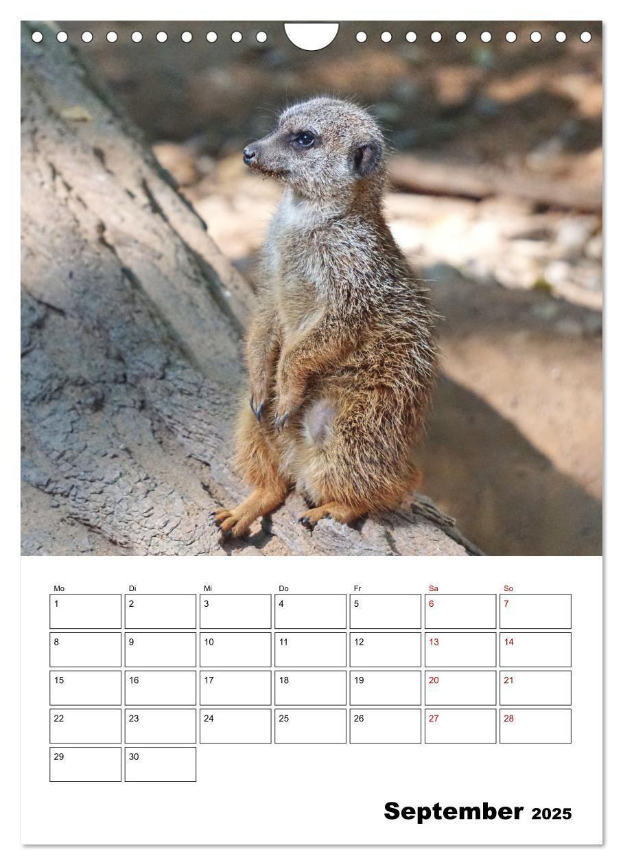 Bild: 9783435932818 | Niedliche Erdmännchen (Wandkalender 2025 DIN A4 hoch), CALVENDO...