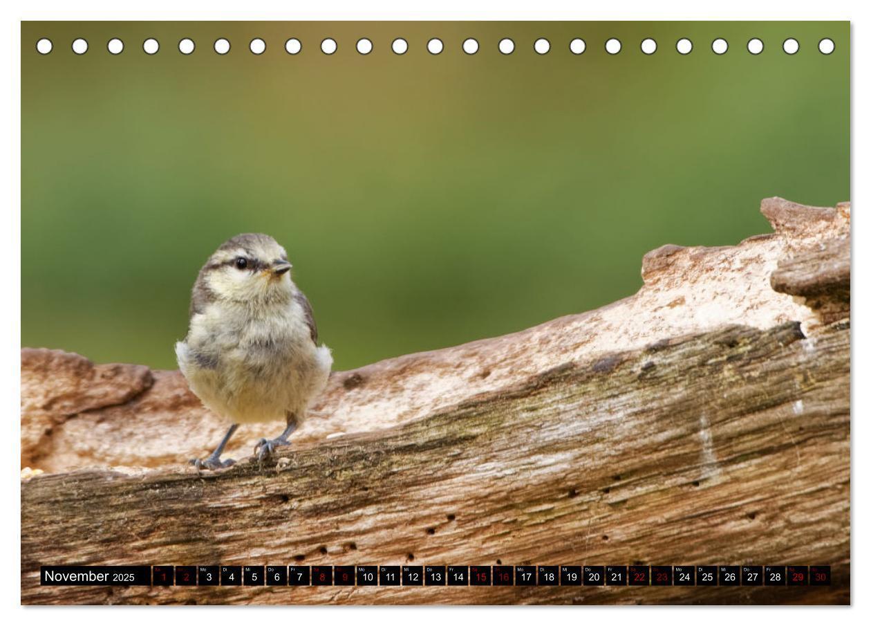 Bild: 9783435024612 | Vogelkinder - Junge Wildvögel (Tischkalender 2025 DIN A5 quer),...