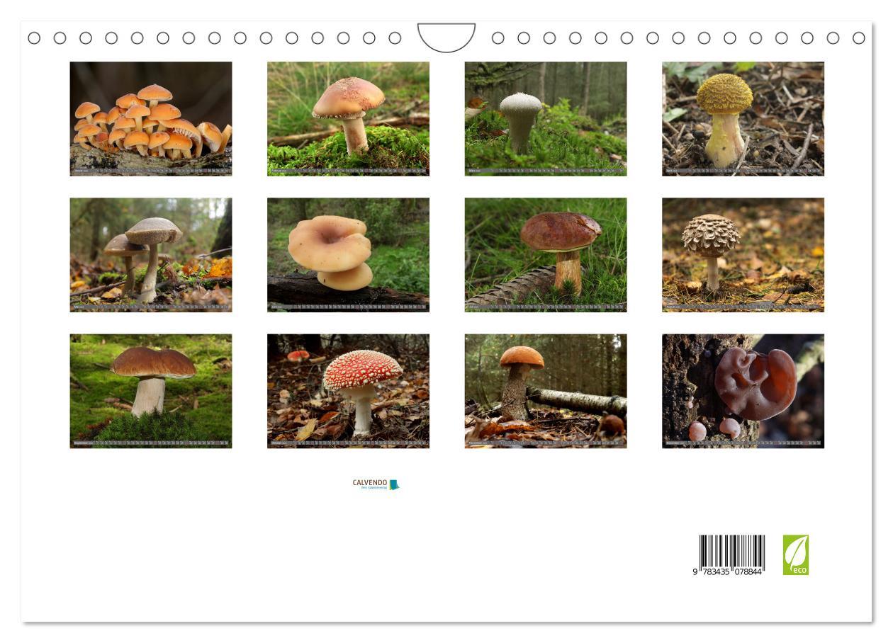 Bild: 9783435078844 | PILZE IM WALD (Wandkalender 2025 DIN A4 quer), CALVENDO Monatskalender