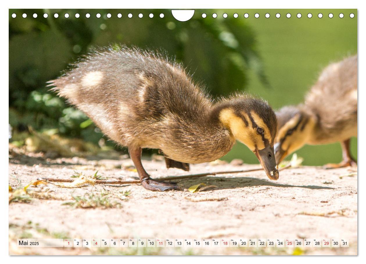 Bild: 9783435116225 | Wunderschöne Stockenten - Europäische Wasservögel (Wandkalender...