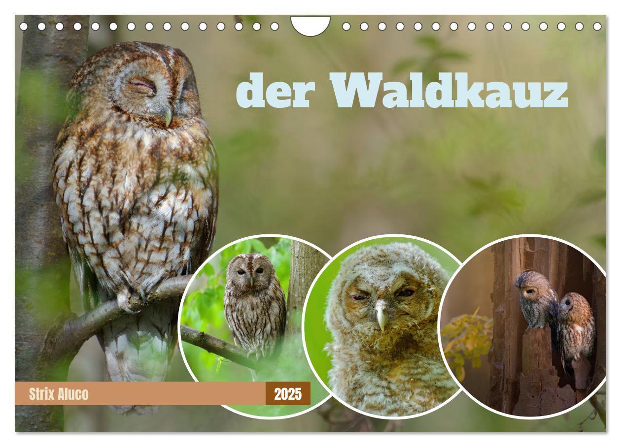 Cover: 9783383833830 | der Waldkauz - Strix Aluco (Wandkalender 2025 DIN A4 quer),...