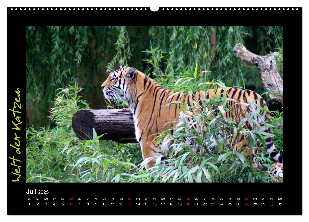 Bild: 9783435774920 | Welt der Katzen - Tiger (Wandkalender 2025 DIN A2 quer), CALVENDO...