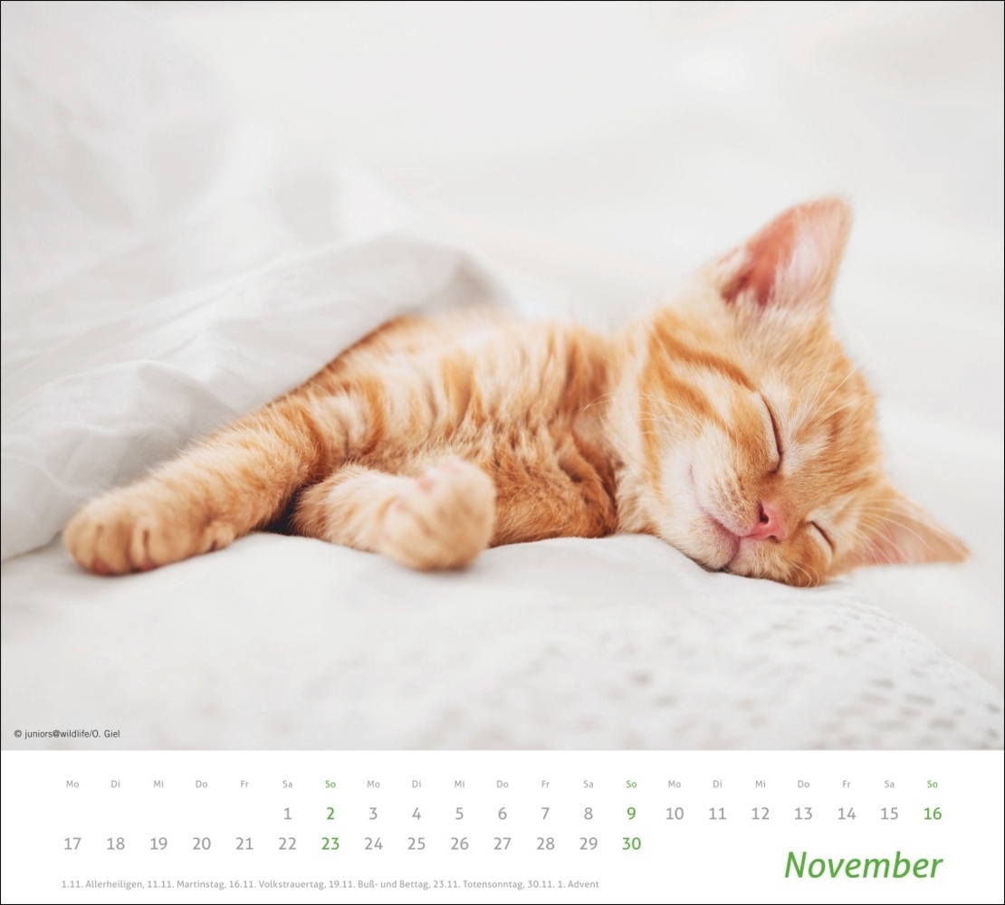 Bild: 9783756406852 | Katzen Bildkalender 2025 | Kalender | Spiralbindung | 14 S. | Deutsch