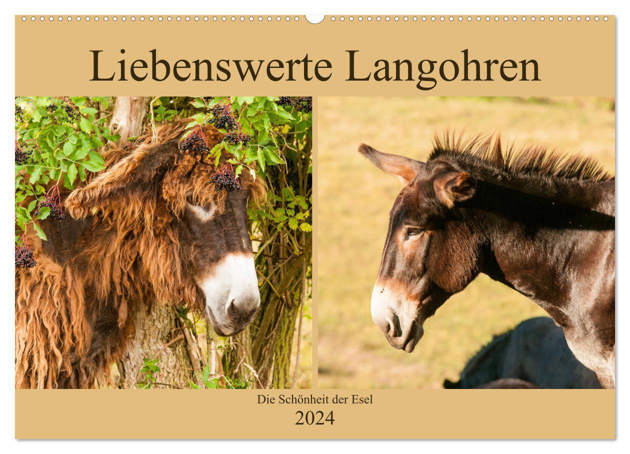 Cover: 9783383042836 | Liebenswerte Langohren - Die Schönheit der Esel (Wandkalender 2024...