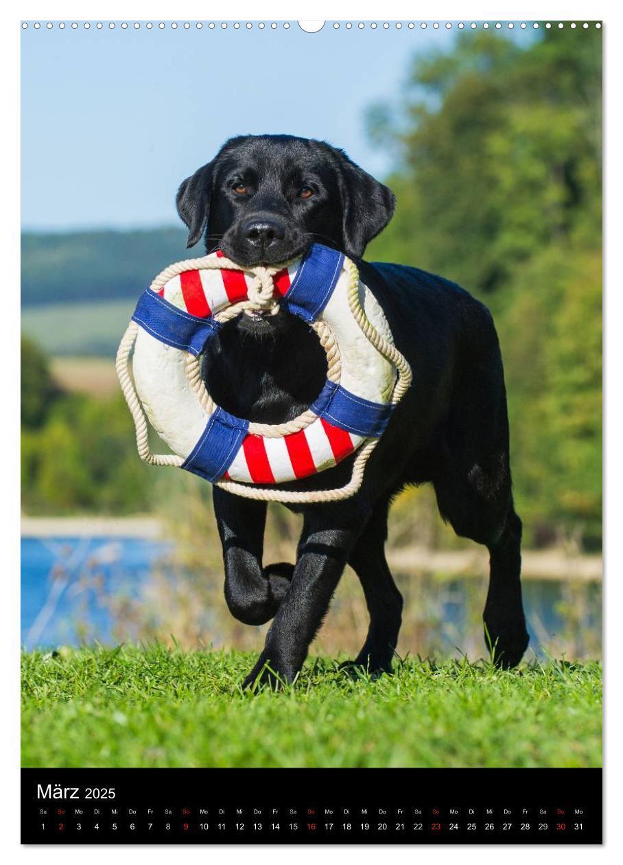 Bild: 9783457048573 | Faszination Labrador Retriever (Wandkalender 2025 DIN A2 hoch),...