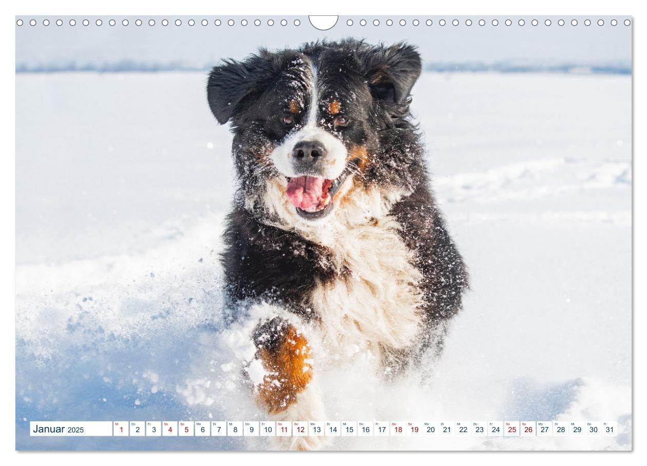 Bild: 9783435050079 | Berner Sennenhund - Ein Traum auf vier Pfoten (Wandkalender 2025...