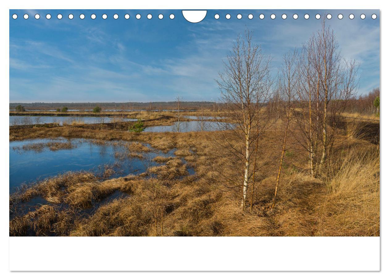 Bild: 9783383915932 | Spaziergang im Himmelmoor (Wandkalender 2025 DIN A4 quer), CALVENDO...