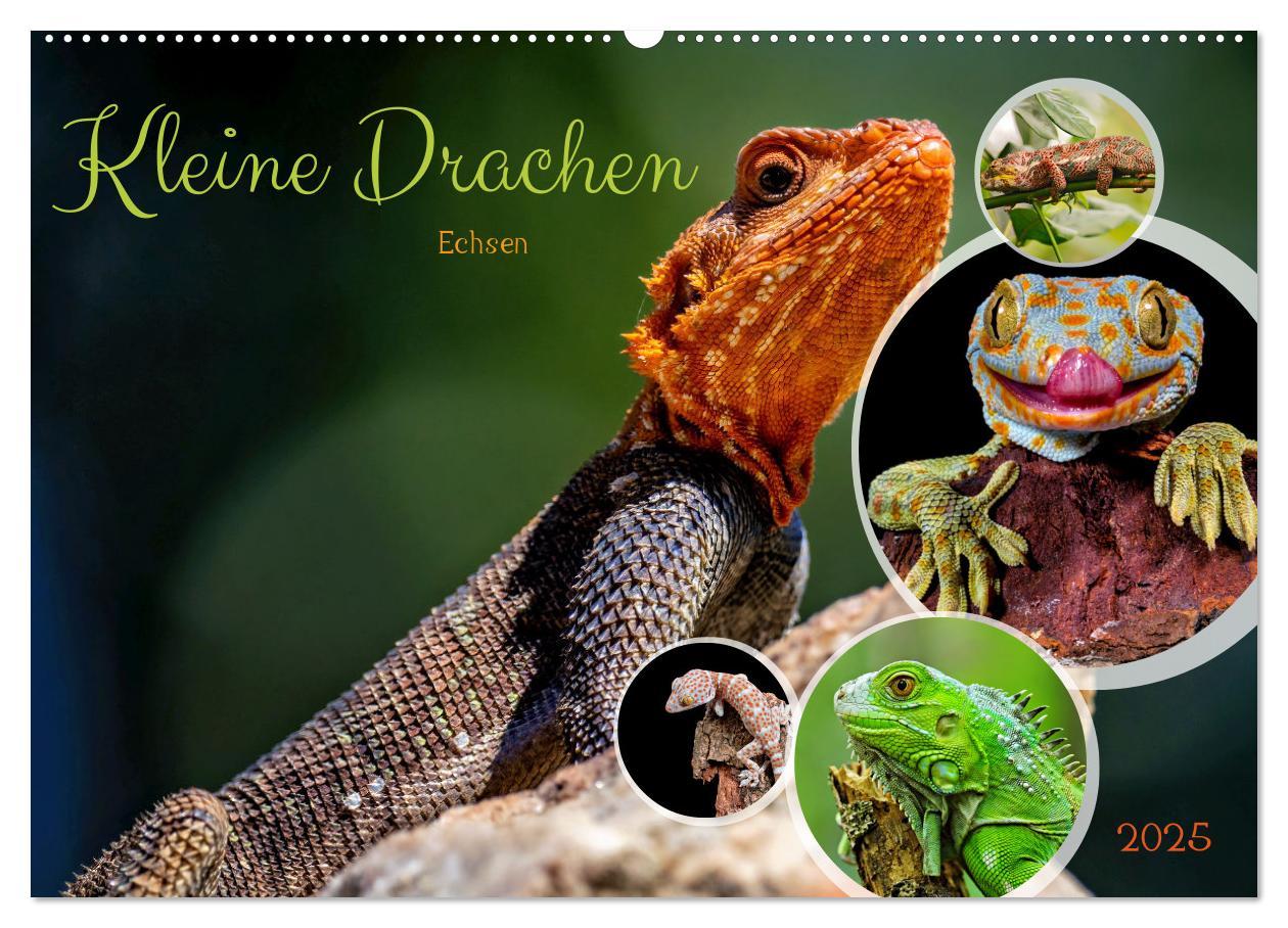 Cover: 9783383884443 | Kleine Drachen - Echsen (Wandkalender 2025 DIN A2 quer), CALVENDO...